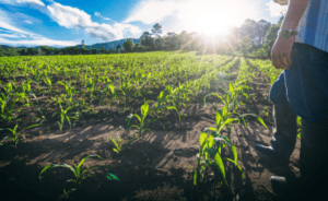 Langfos Organiese Boerdery