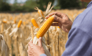 Langfos Organiese Sagte Rots Fosfaat