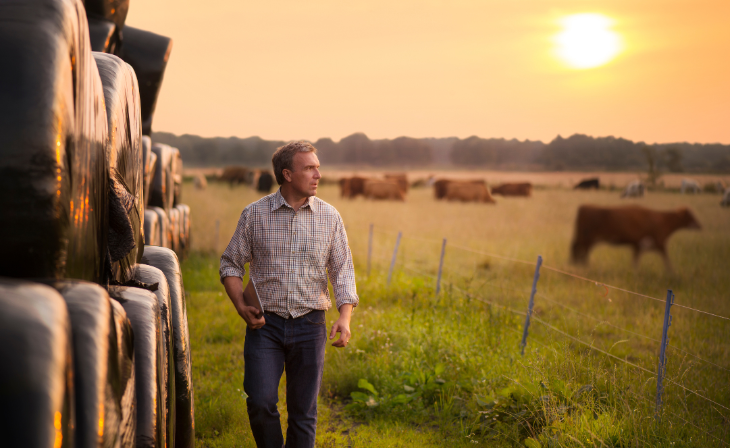 Langfos Organiese Sagte Rotsfosfaat