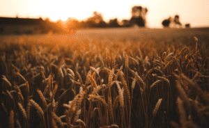 Langfos Rotsfosfaat vir Kleingraan