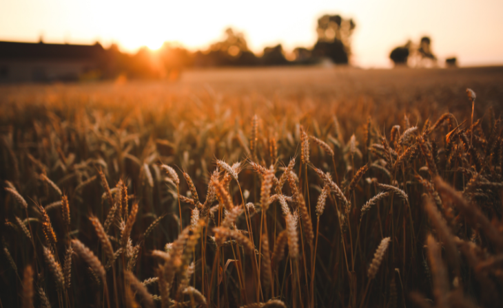 Langfos Rotsfosfaat vir Kleingraan